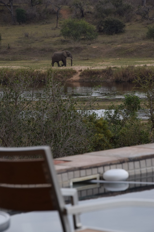 Elephant strolling by - the view from the pool